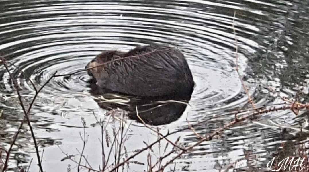 A beaver in a lake in Barrington, New Hampshire