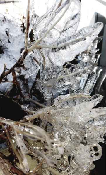 Natural Ice Sculptures in Bush in Barrington, New Hampshire