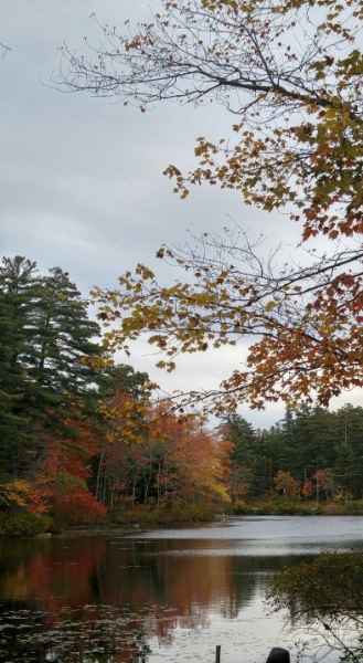 Trees Turning Colors at The Lake in Barrington, New Hampshire