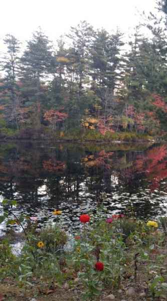 Trees Reflecting in Lake in Barrington, New Hampshire