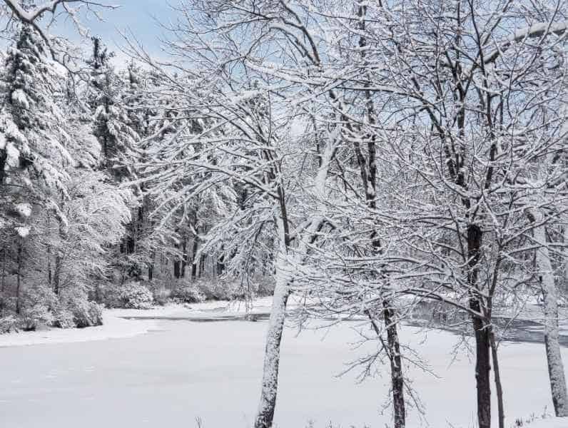 Winter with Snow in Trees at Lake in Barrington, New Hampshire
