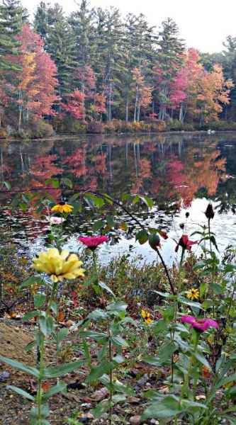 Flowers at Lake in Barrington, New Hampshire