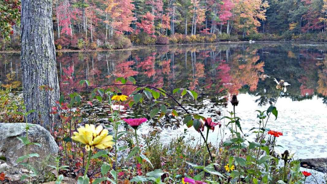 Flowers at The Lake in Barrington, New Hampshire