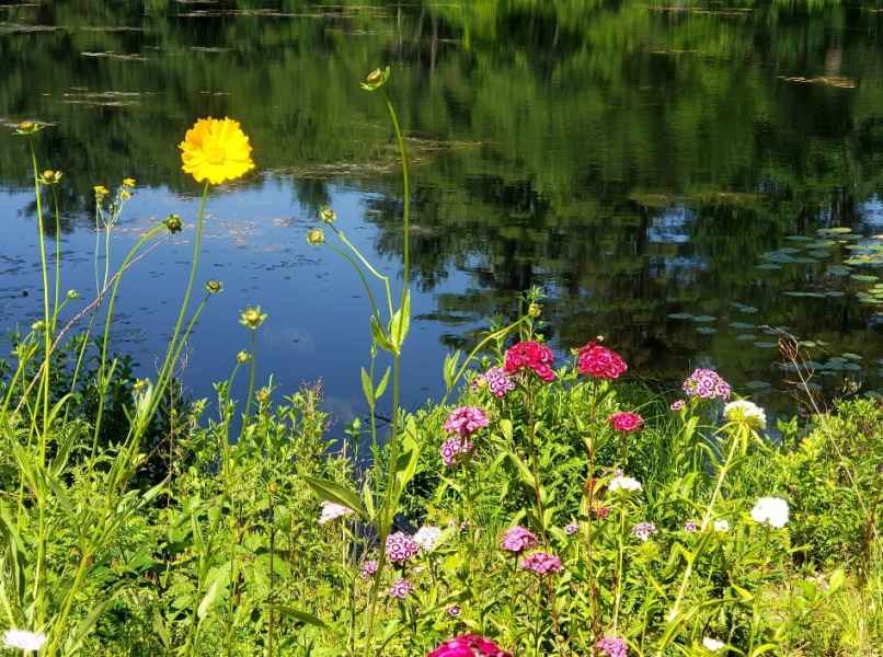 Flowers at The Lake in Barrington, New Hampshire
