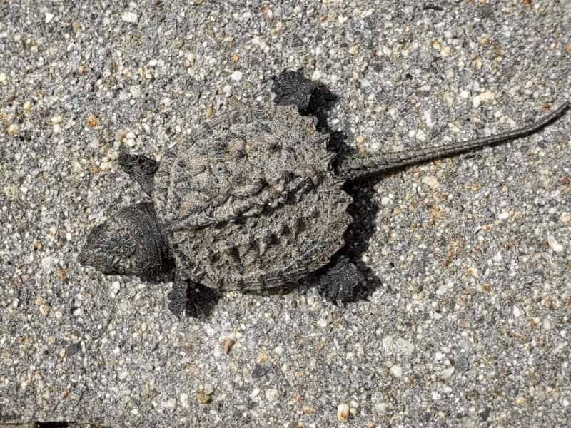Baby Snapping Turtle in Barrington, New Hampshire