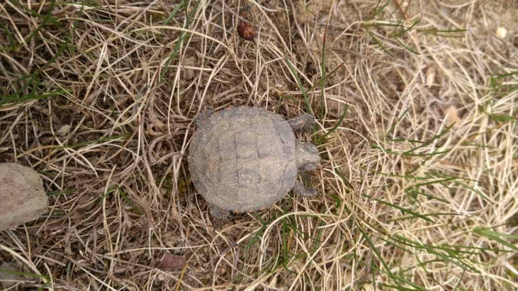 Baby Snapping Turtle in Barrington, New Hampshire