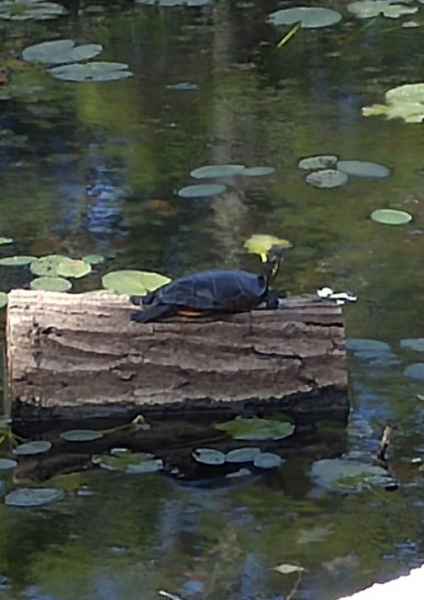 Painted Turtle on a Log in the Pond in Barrington, New Hampshire