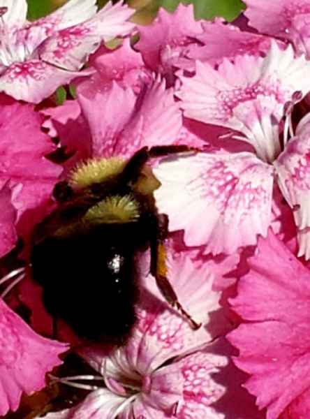 Bumble Bee on a Pink Flower in Barrington, New Hampshire