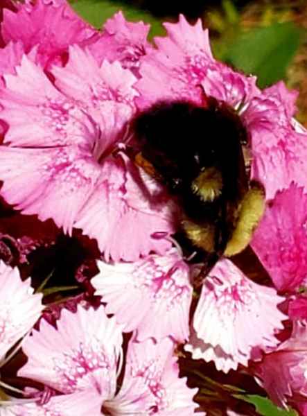Bumble Bee on a Pink Flower in Barrington, New Hampshire