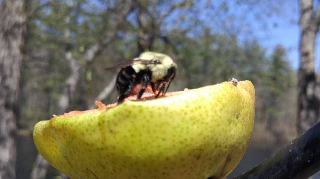 Bumble Bee on a Pear in Barrington, New Hampshire