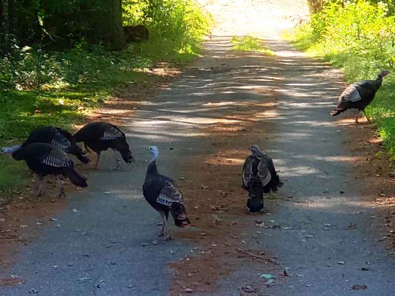 Turkeys on a Dirt Road in Barrington, New Hampshire