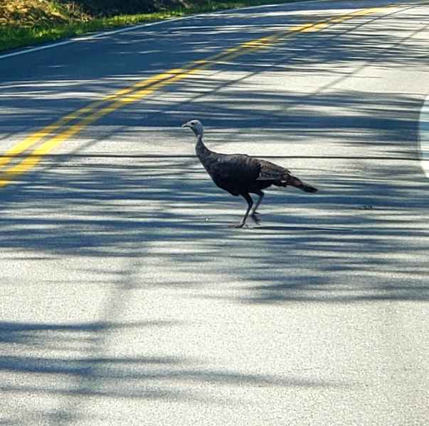 Turkey Crossing The Road in Barrington, New Hampshire