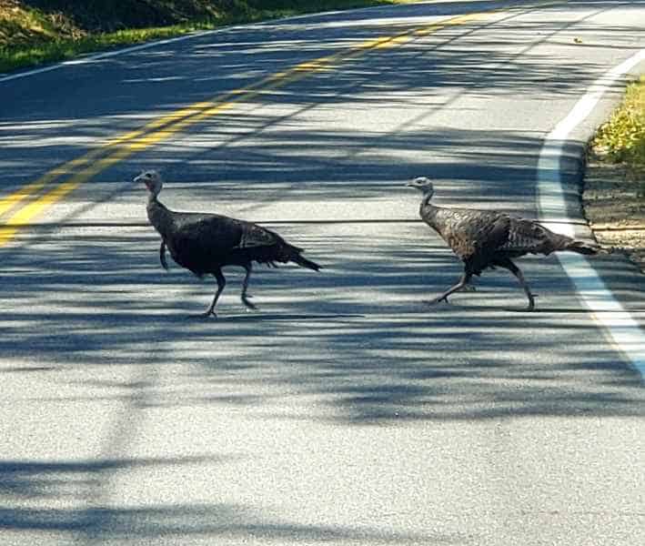 Turkeys Crossing The Road in Barrington, New Hampshire
