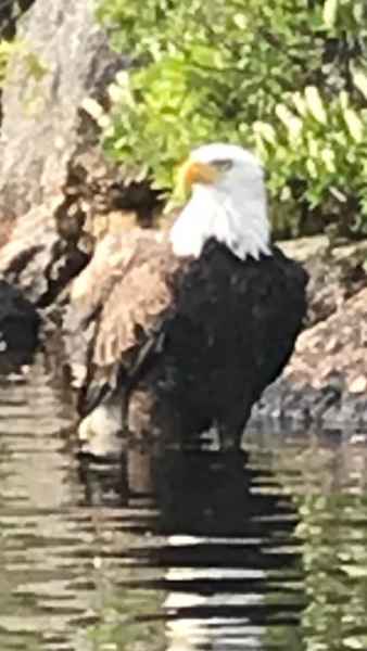 Bald Eagle in Water in Barrington, New Hampshire