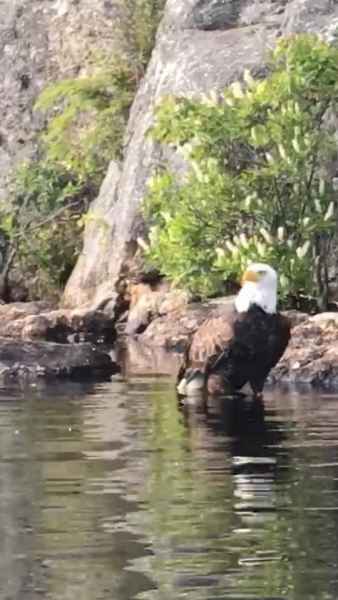Bald Eagle in Water in Barrington, New Hampshire