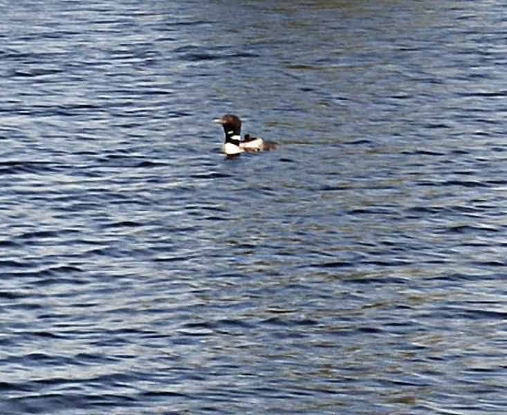 Loon in the Water in Barrington, New Hampshire