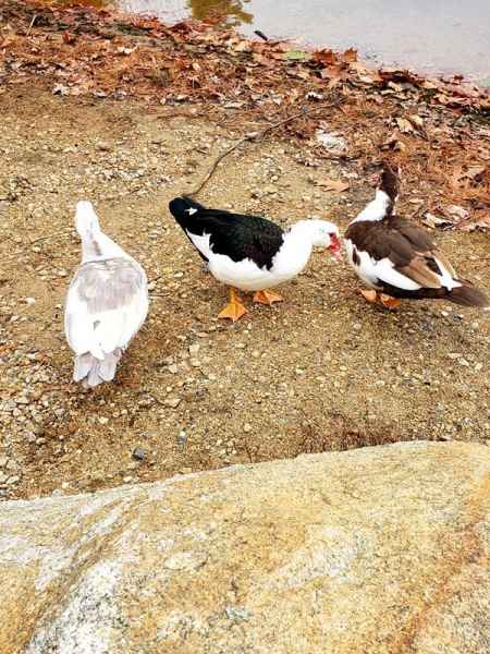 Three Muscovy Ducks at the Lake in Barrington, New Hampshire by Lisa Hoffman