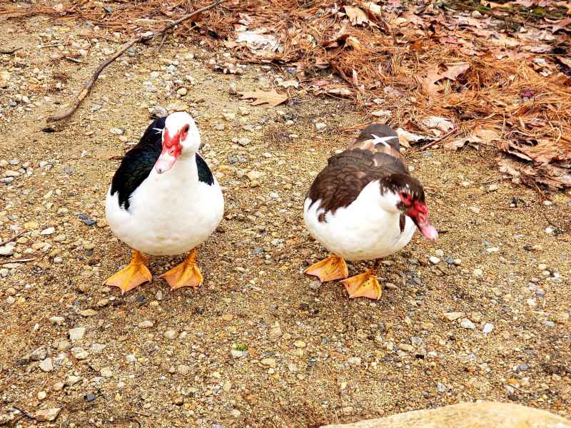 Two Muscovy Ducks at the Lake in Barrington, New Hampshire by Lisa Hoffman