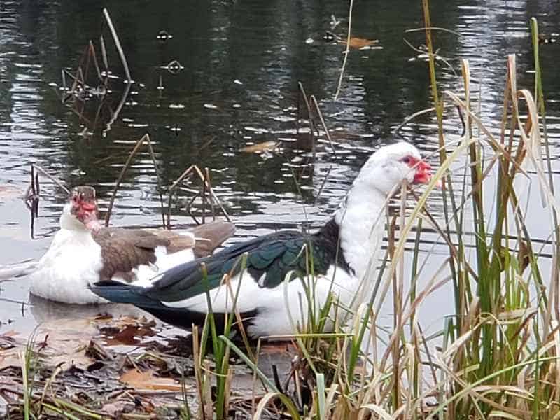 Three Muscovy Ducks in the Lake in Barrington, New Hampshire by Lisa Hoffman