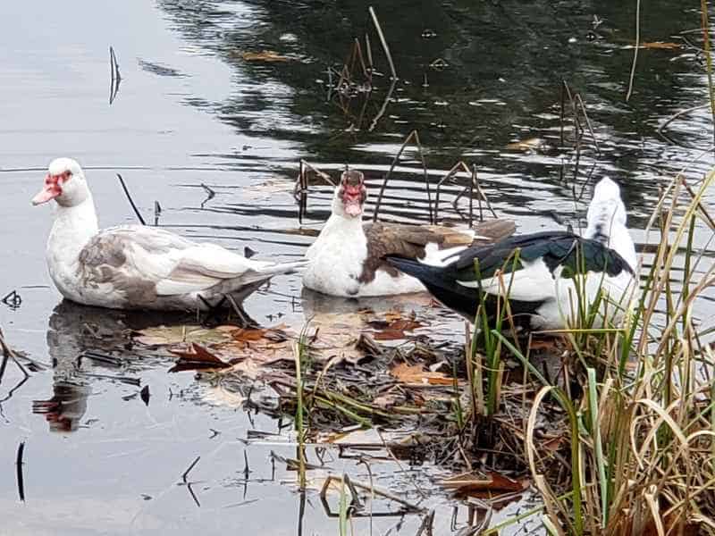 Three Muscovy Ducks in the Lake in Barrington, New Hampshire by Lisa Hoffman