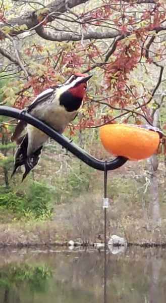 Downy Woodpecker in Barrington, New Hampshire