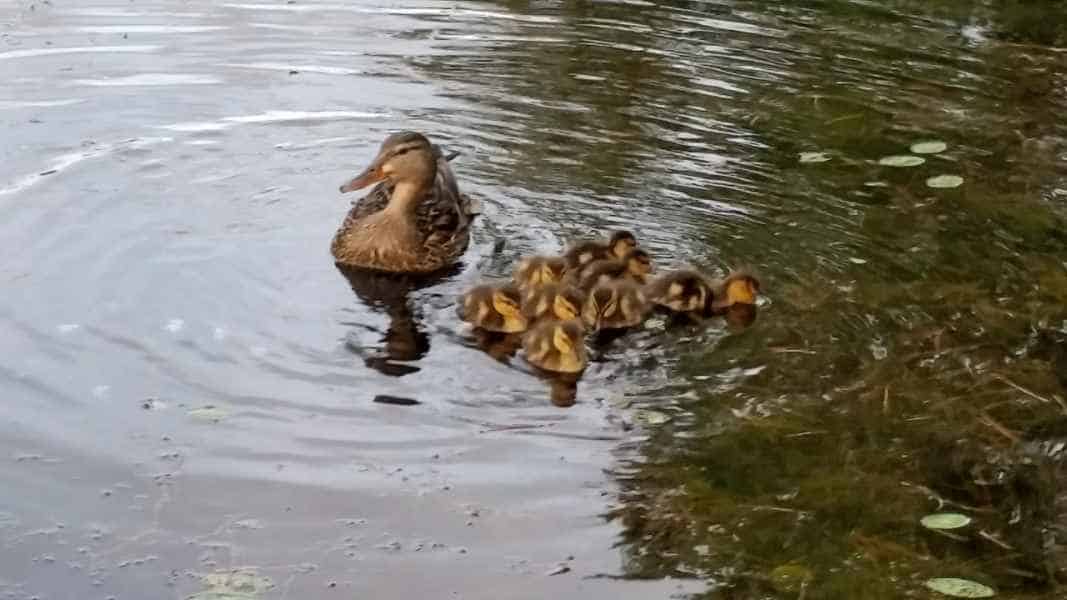 Momma Duck with Half Dozen Ducklings in Pond in Barrington, New Hampshire