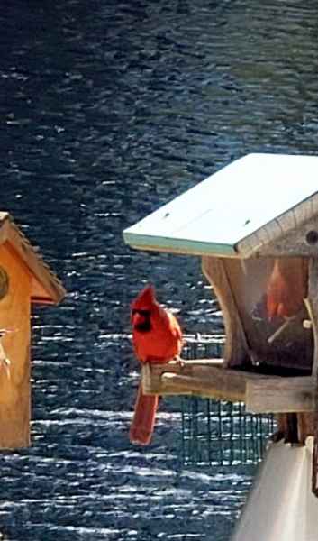 Cardinal in Feeder in Barrington, New Hampshire