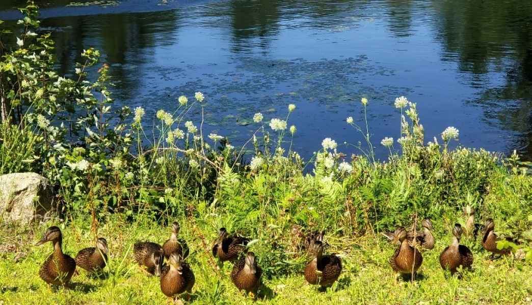 Twelve Ducklings Near Water in Barrington, New Hampshire