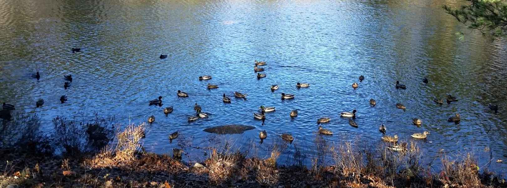 Dozens of Ducks in a Pond in Barrington, New Hampshire