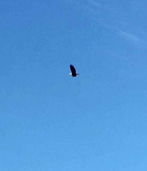Bald Eagle Flying Overhead in Barrington, New Hampshire