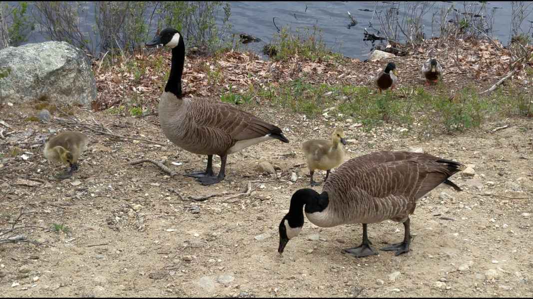 Canada Geese Parents with Three Large Ducklings in Barrington, New Hampshire