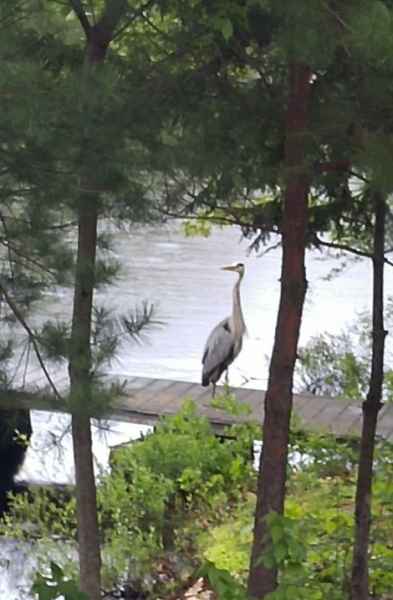 Great Blue Heron on Walking Platform Above Water in Barrington, New Hampshire