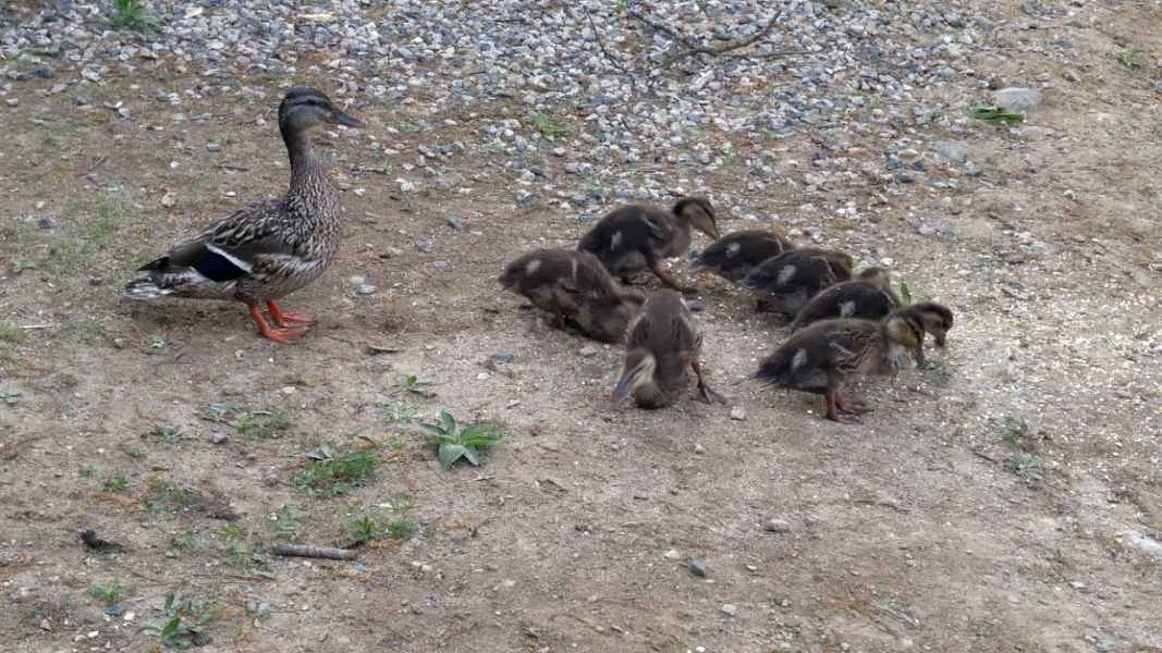 Momma Duck with Seven Ducklings in Barrington, New Hampshire