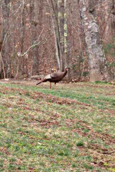 Turkey in Barrington, New Hampshire