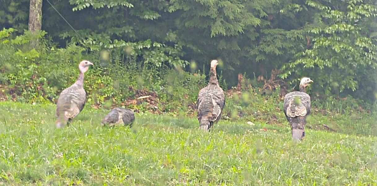 Turkeys in Barrington, New Hampshire