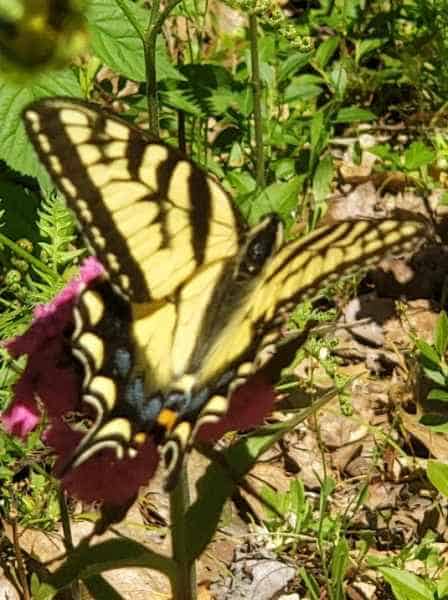 Yellow Butterfly in Barrington, New Hampshire