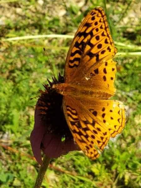 Orange Butterfly in Barrington, New Hampshire