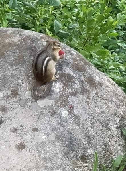 Chipmunk on a Rock in Barrington, New Hampshire