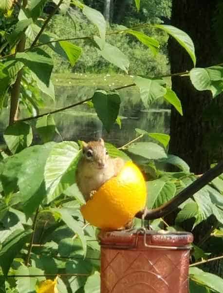 Chipmunk Eating Out of a Lemon Half in Barrington, New Hampshire
