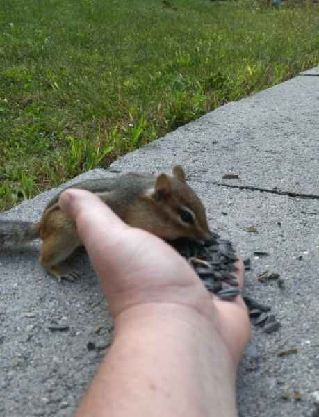 Chipmunk Eating From Hand in Barrington, New Hampshire