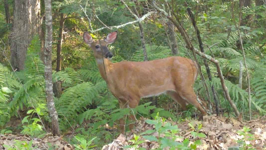 Deer in Brush in Barrington, New Hampshire