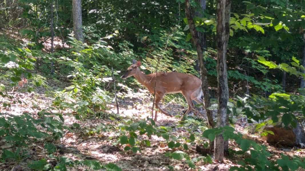 Deer in Brush in Barrington, New Hampshire