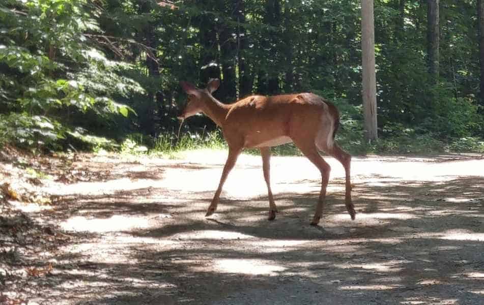 Deer Crossing a Dirt Road in Barrington, New Hampshire