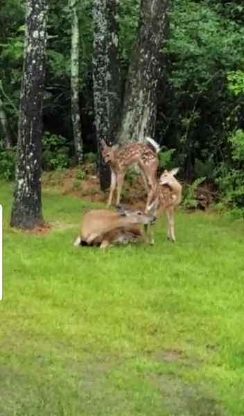 Momma Dear and Two Baby Fawns on Lawn in Barrington, New Hampshire