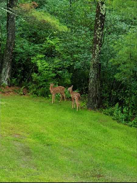 Baby Fawns in the Open at Forest Clearing in Barrington, New Hampshire