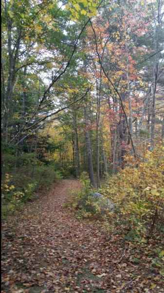 Trees Turning Yellow and Orange Along Trail in Barrington, New Hampshire