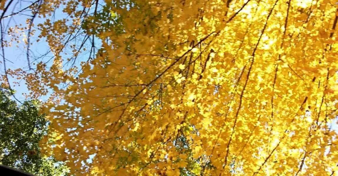 Yellow Fall Foliage in Barrington, New Hampshire