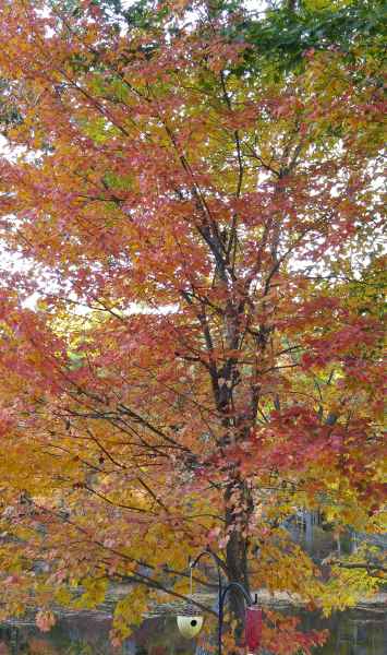 Fall Foliage in Barrington from Lisa Hoffman