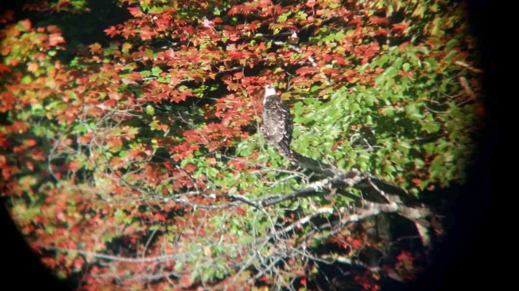 Bald Eagle in Fall Foliage in 2016 from Lisa Hoffman