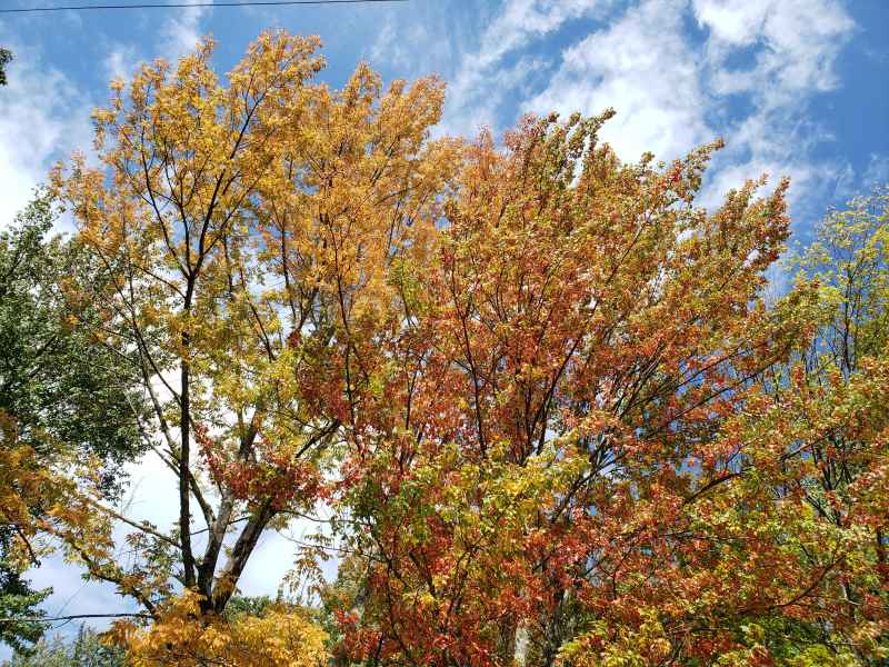 Fall Foliage in Barrington 2019